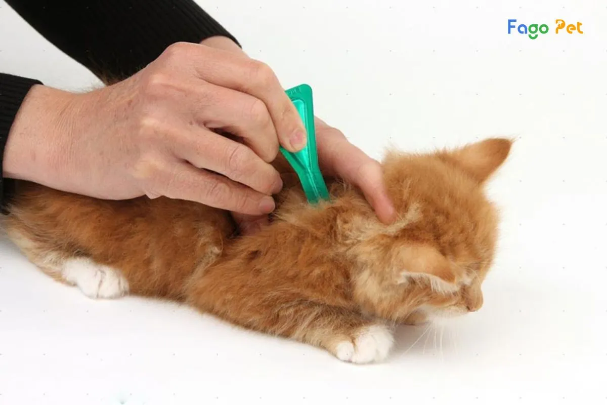 Thuốc Nhỏ Gáy Cho Mèo Loại Nào Tốt? Cách Sử Dụng Hiệu Quả?