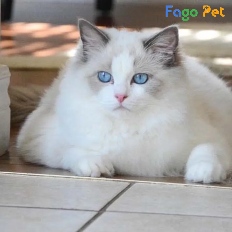 khách sạn cho mèo Ragdoll