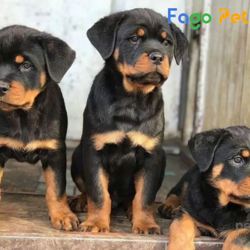 chó rottweiler lai f1