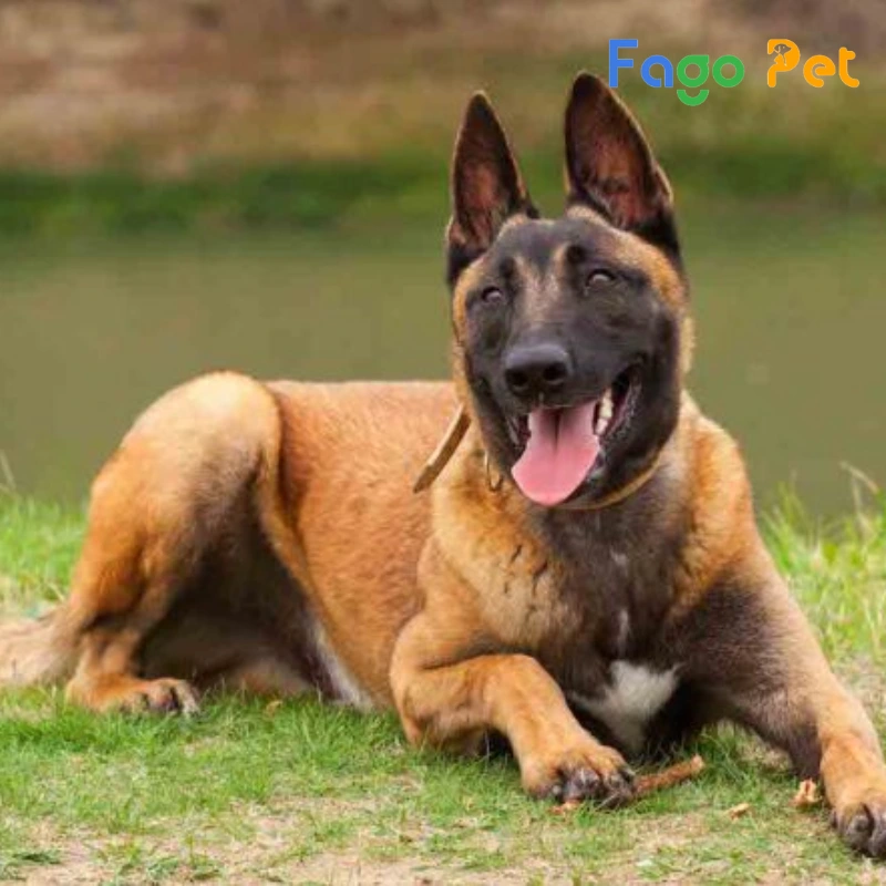 chó becgie bỉ là một giống chó chăn cừu có nguồn gốc từ bỉ