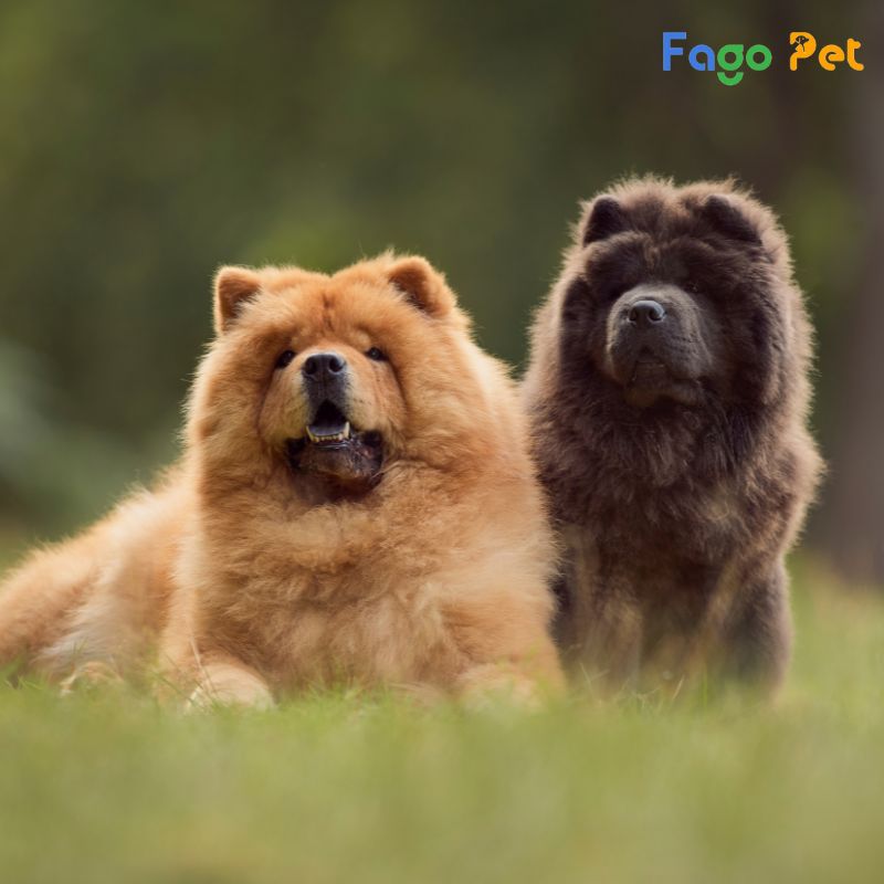 phối giống chó Chow Chow