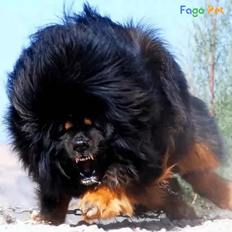 Chó Tây Tạng tại Fago Pet đảm bảo là chó thuần chủng