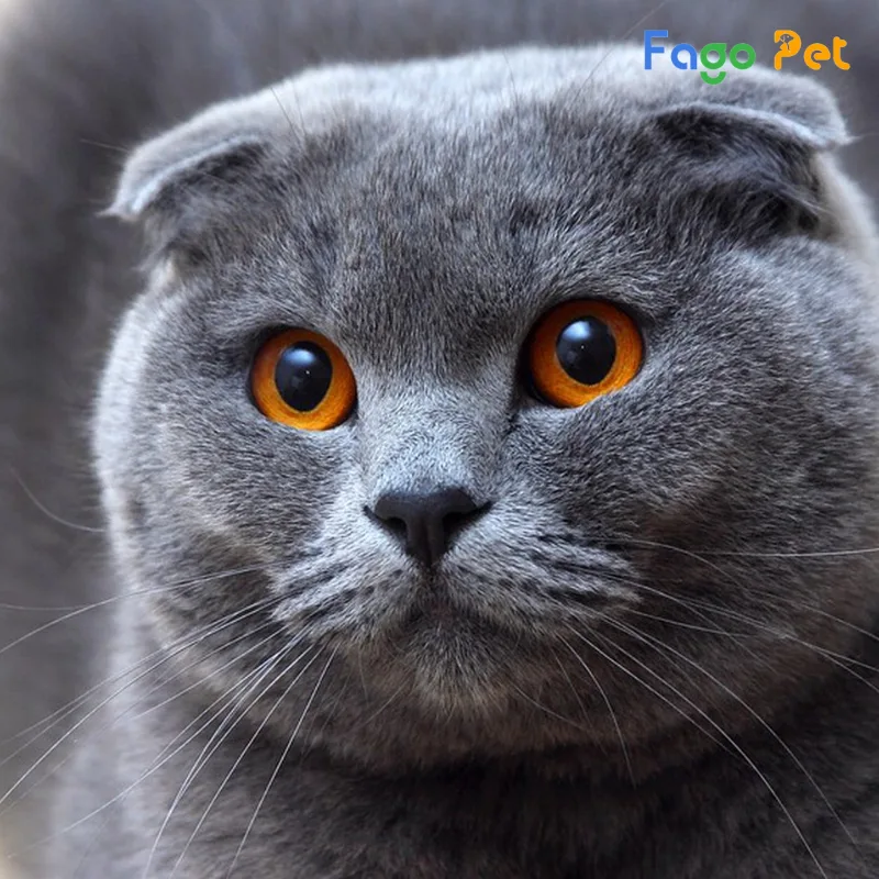 Mèo Anh lông ngắn tai cụp là giống mèo được yêu thích bởi tính cách hiền lành