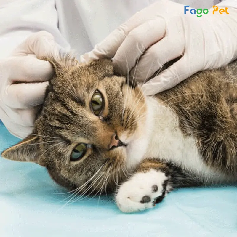 Cách trị viêm tai cho mèo được áp dụng tùy theo từng trường hợp