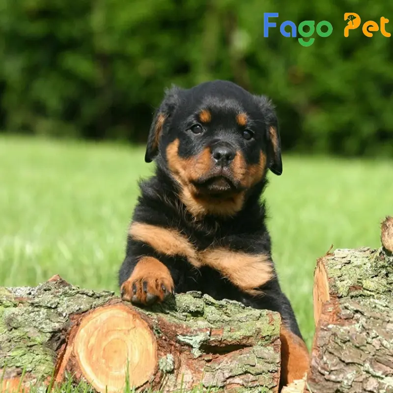 chó con rottweiler 2 tháng tuổi