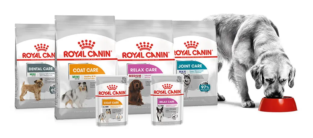 cách chọn thức ăn khô royal canin