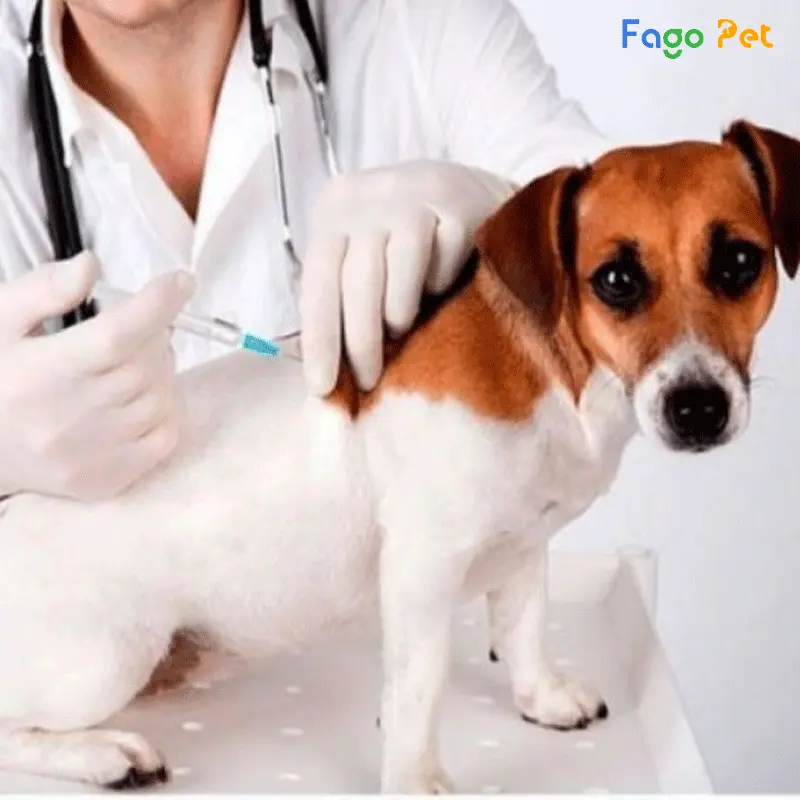 Hướng dẫn sử dụng thuốc trị viêm khớp cho chó
