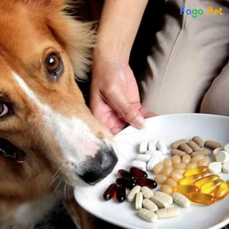 vitamin cho chó 