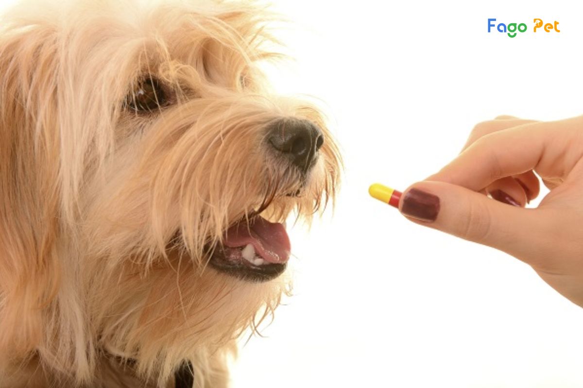 [Giải Đáp] Cho Chó Uống Vitamin Của Người Được Không?