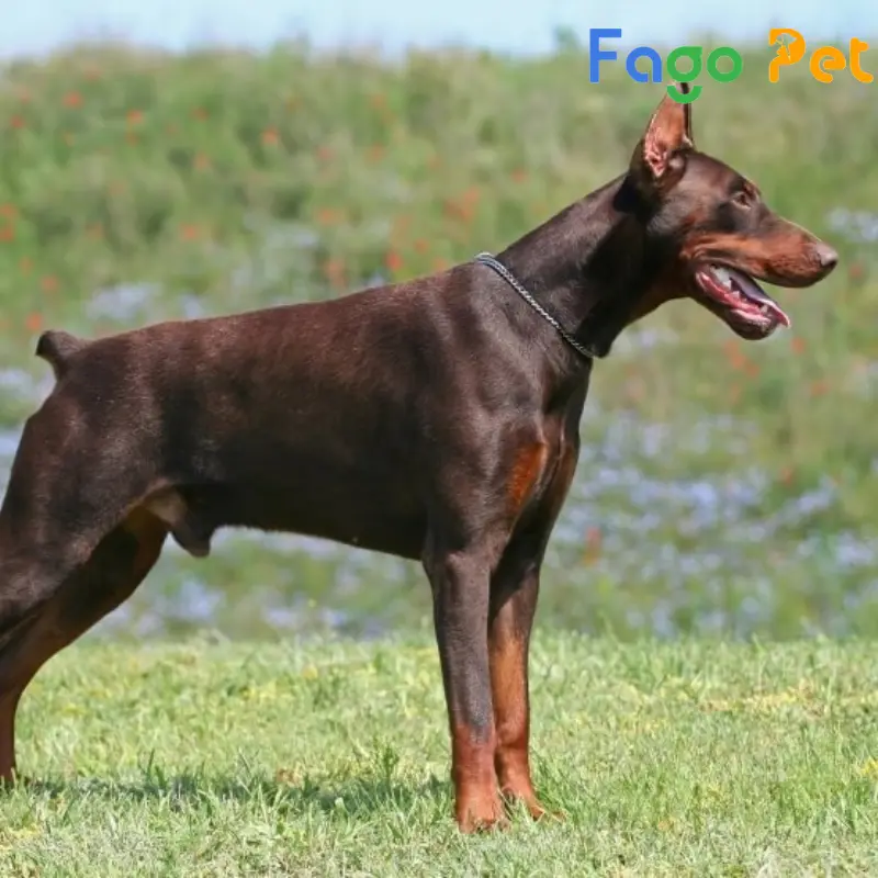 chó doberman nâu vàng