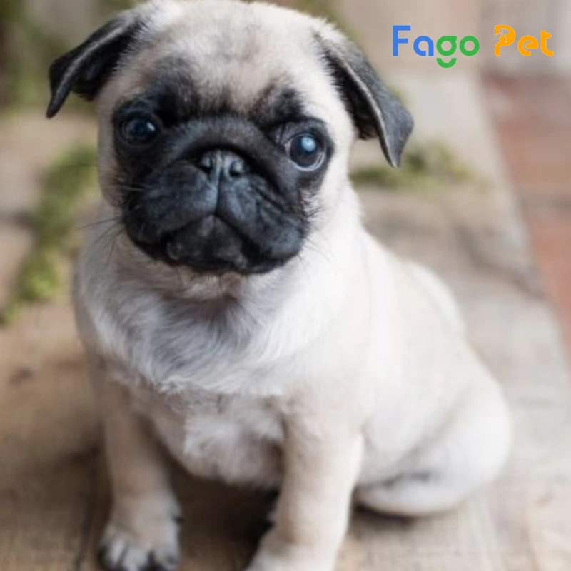 chó pug 3 tháng tuổi