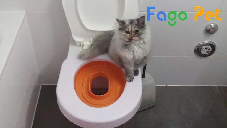 dụng cụ huấn luyện mèo đi toilet