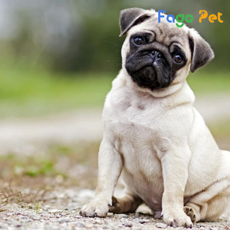 bán chó pug con 2 tháng tuổi