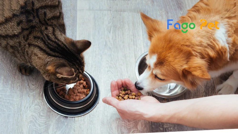 chó ăn thức ăn mèo