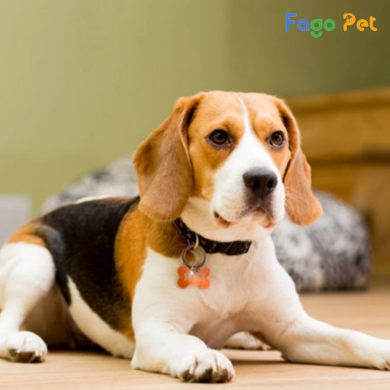 fago pet - địa chỉ bán chó beagle chất lượng với mức giá tốt