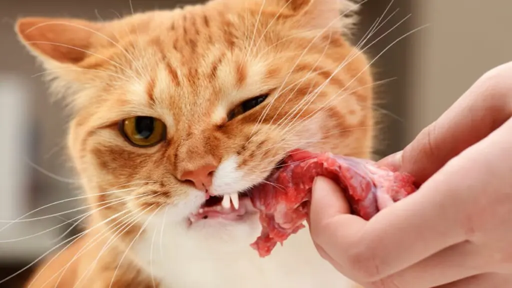thức ăn thô cho mèo