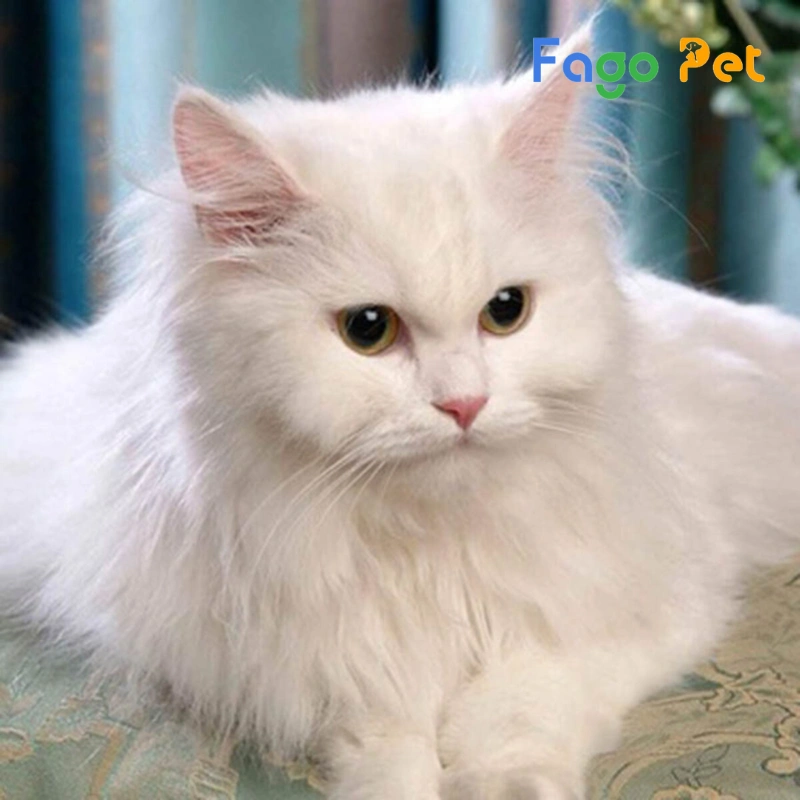 giá bán mèo ba tư lông trắng