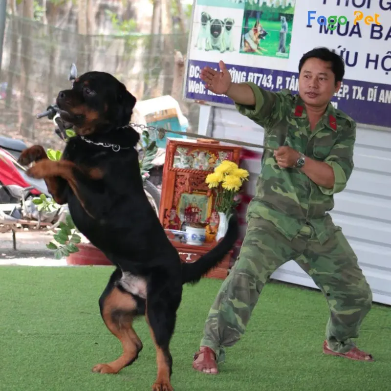 huấn luyện chó rottweiler