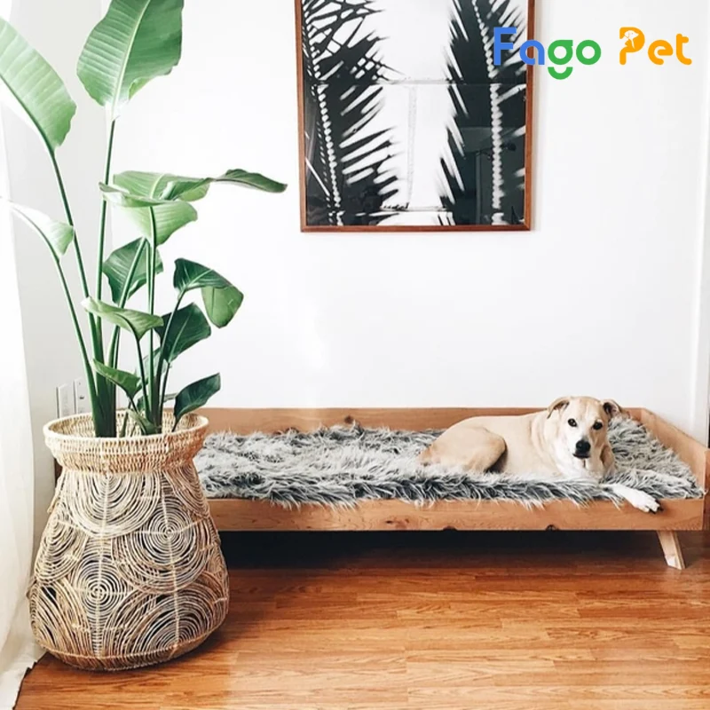 Trang trí nhà cho chó với thảm lông, cây xanh 