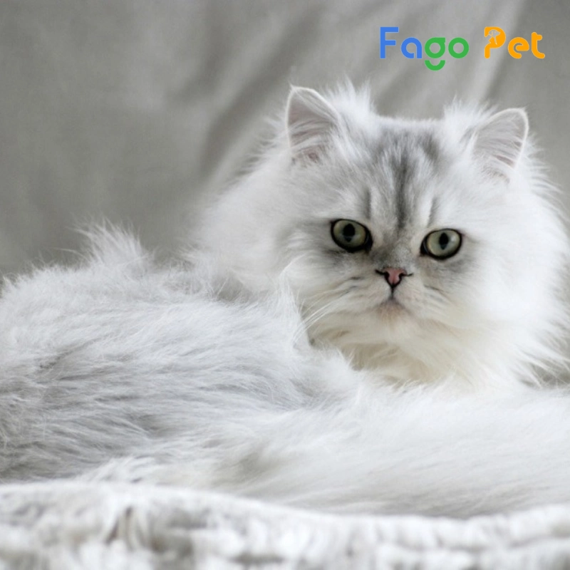 fago pet là địa chỉ bán mèo chinchilla uy tín chất lượng cao