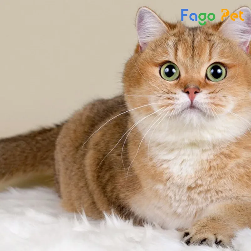 cách nuôi mèo anh lông ngắn mập