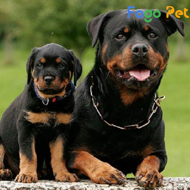 Bán Chó Rottweiler Dòng Đại