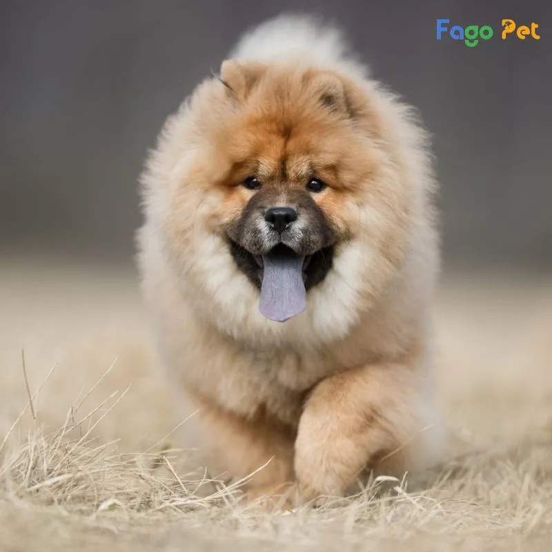 Phối Giống Chó Chow Chow