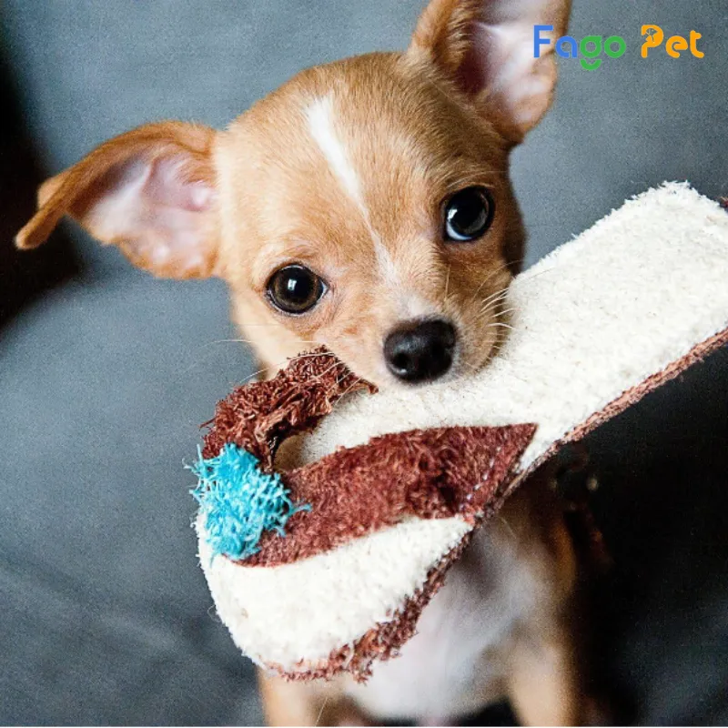Bán chó Chihuahua mini giá rẻ