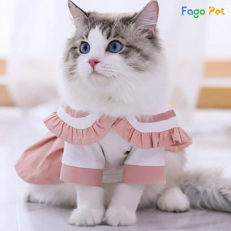 Tuyển chọn 500+ ảnh mèo cute mặc áo với nhiều phong cách thời trang
