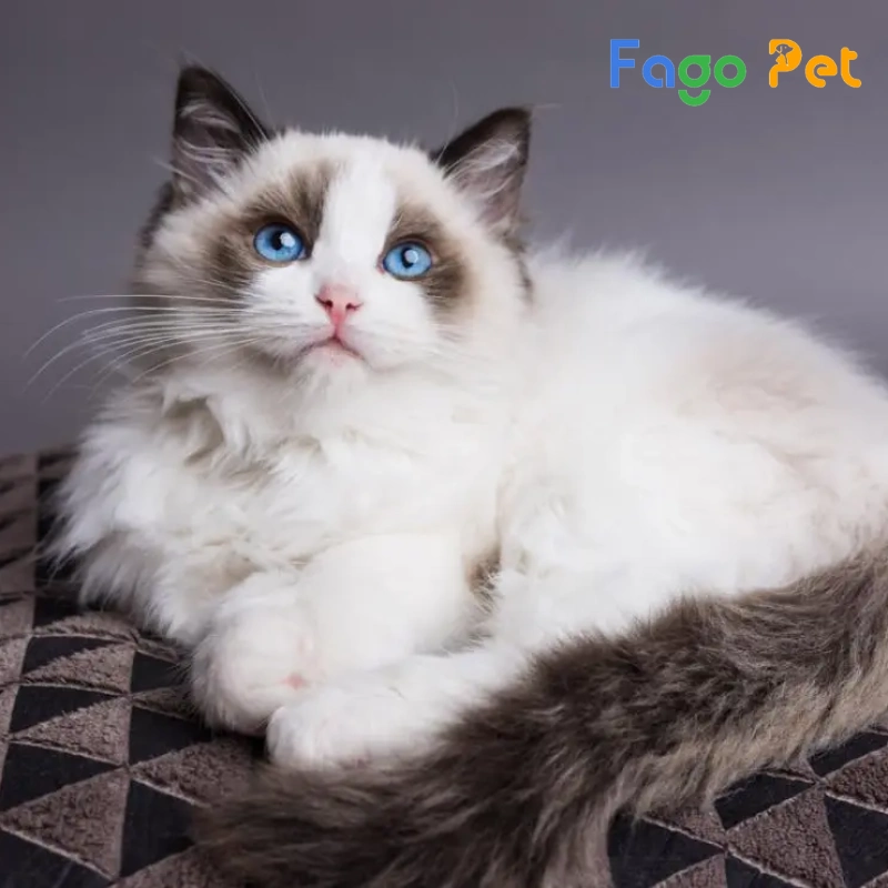 bán mèo ragdoll mắt xanh