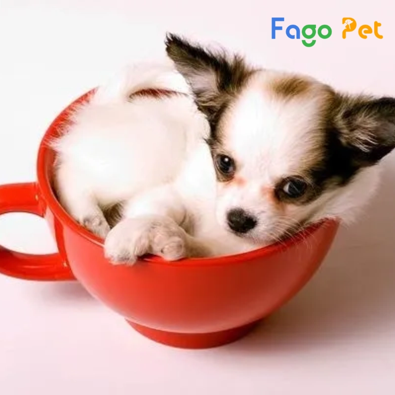 bán chó chihuahua teacup