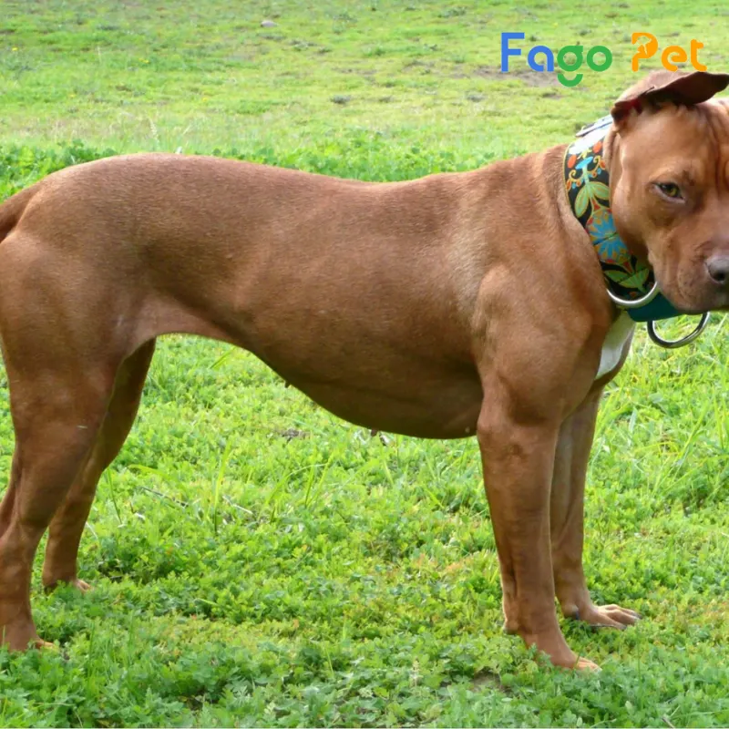 american pit bull terrier có thân hình cân đối và sức mạnh vượt trội nhất