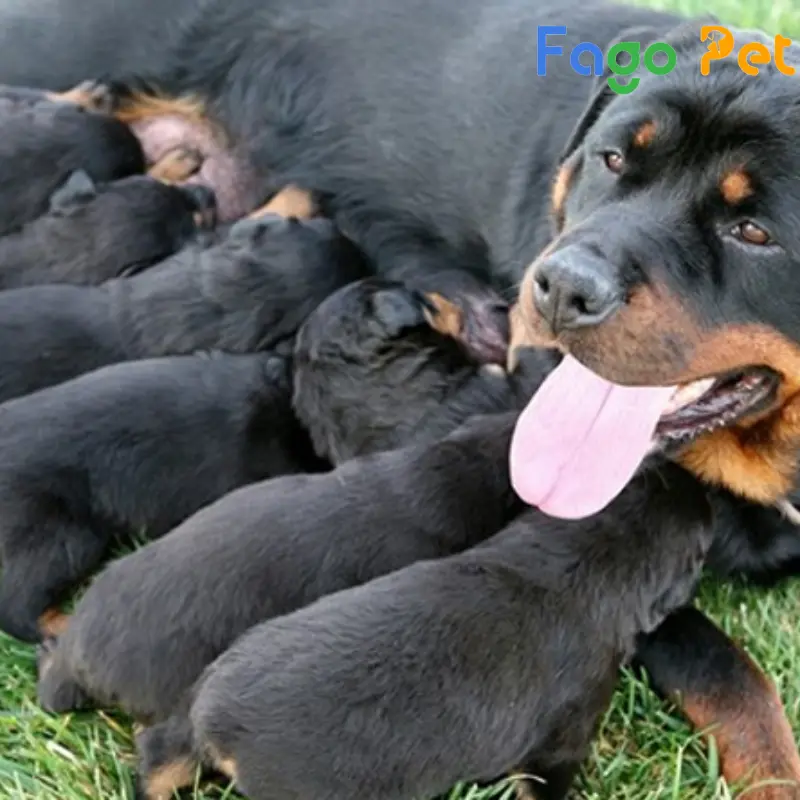 chó con rottweiler 2 tháng tuổi