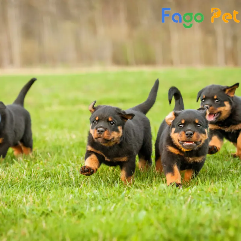 bán chó rottweiler con