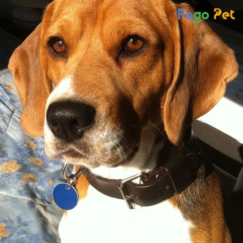 giống chó beagle có giá bán bao nhiêu