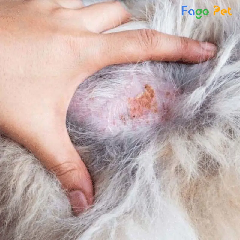 Chó bị viêm da chàm Eczema 