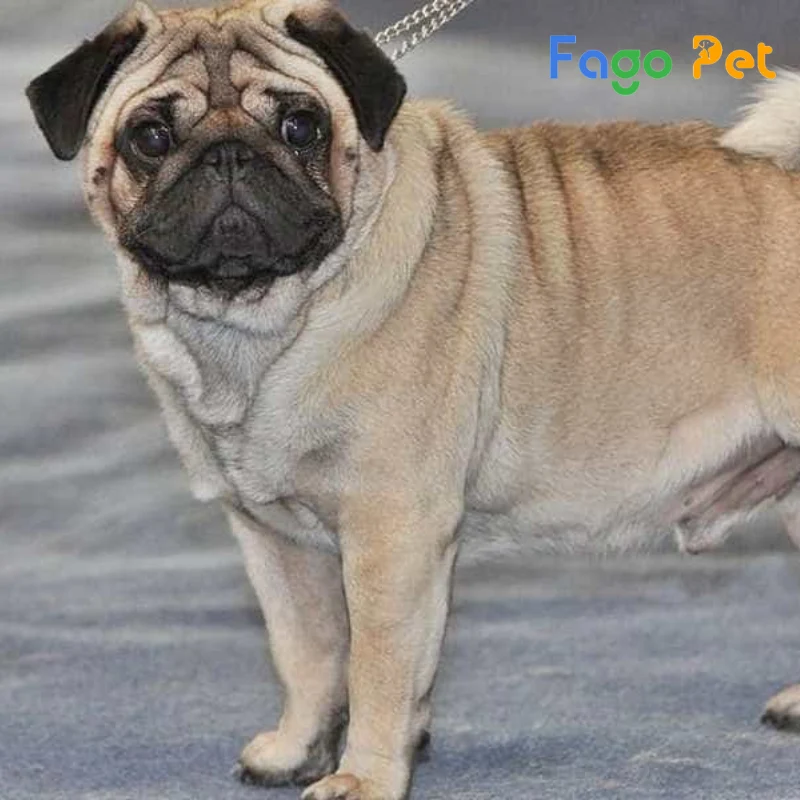 chó pug bị nấm da