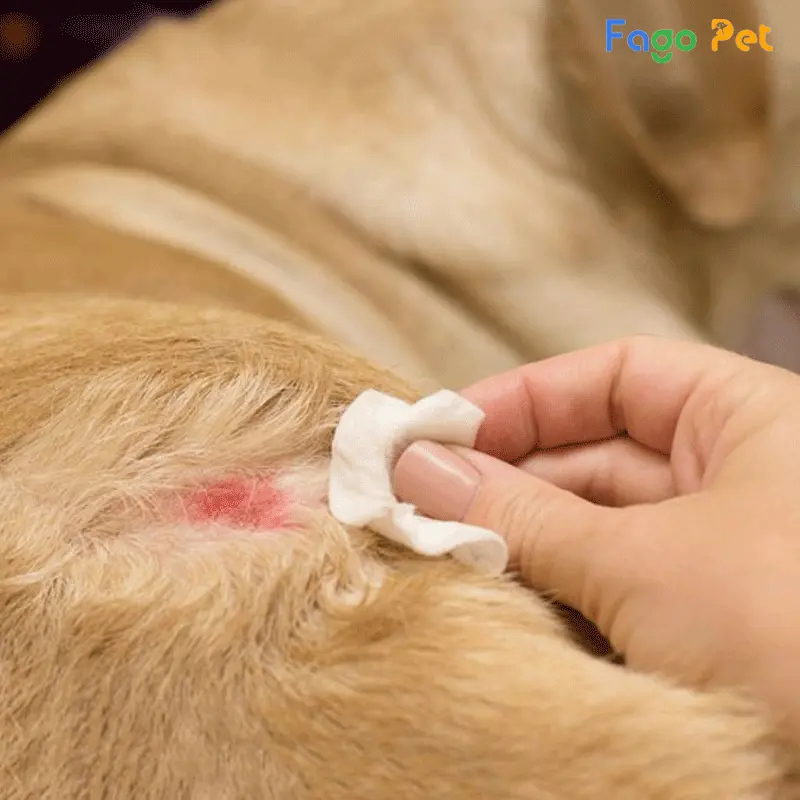 Cách trị chó bị viêm da theo phương pháp cơ bản