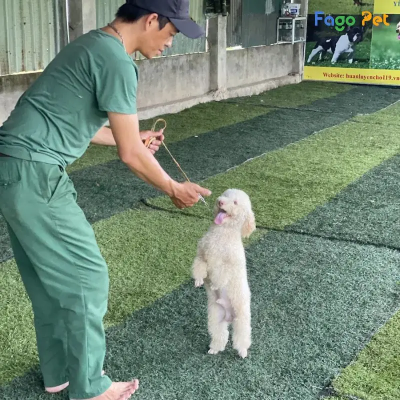 huấn luyện chó Poodle 