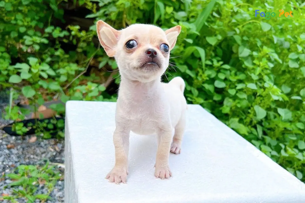 Hướng Dẫn Cách Dạy Chó Chihuahua Đi Vệ Sinh Đúng Chỗ