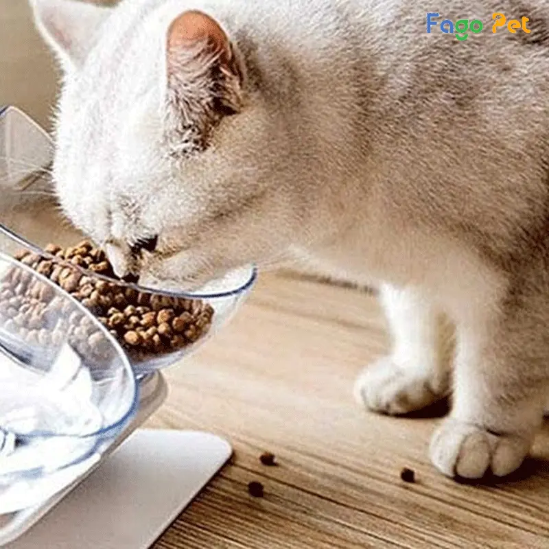 Nguyên nhân của rối loạn tiêu hóa ở mèo có thể là do nhiều yếu tố 