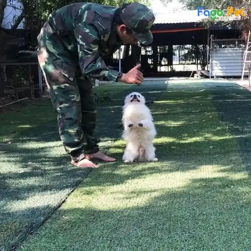 huấn luyện chó tại nhà