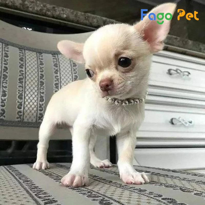 Fago Pet chuyên bán chó Chihuahua mini thuần chủng giá tốt