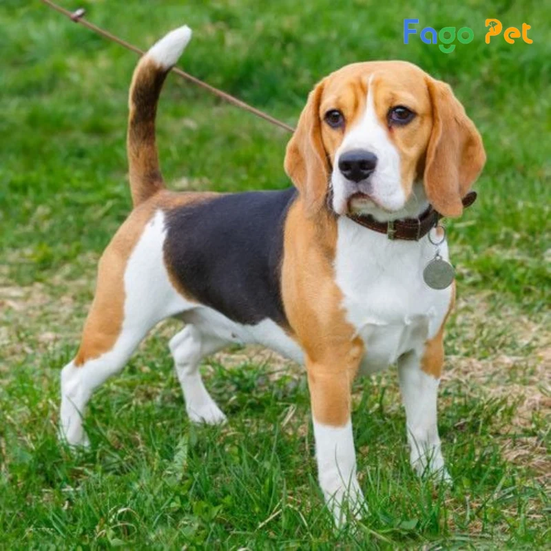 Bán chó Beagle