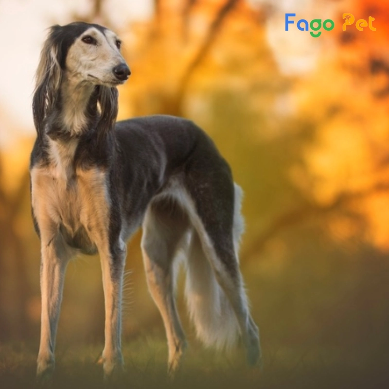 giống chó greyhound có giá bán bao nhiêu