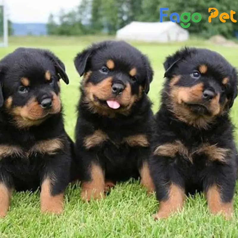 bán chó rottweiler con