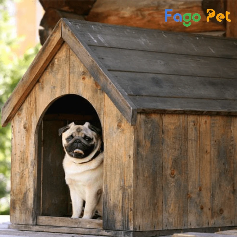 Nhà cho chó Pug bằng gỗ đơn giản