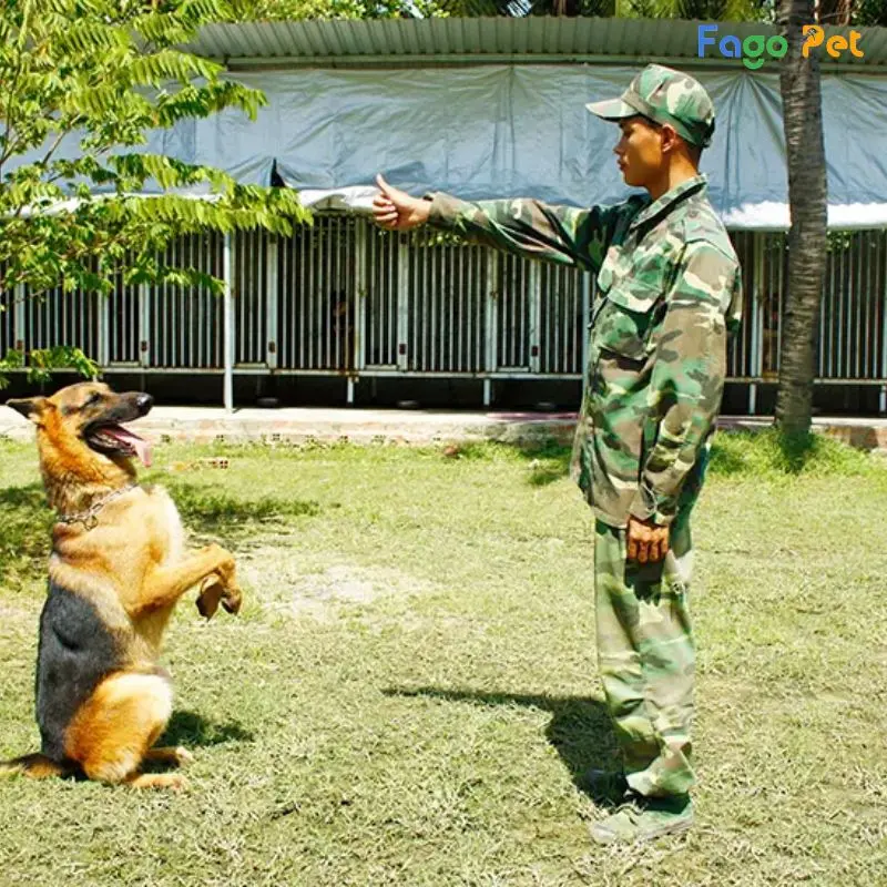 huấn luyện chó nghiệp vụ