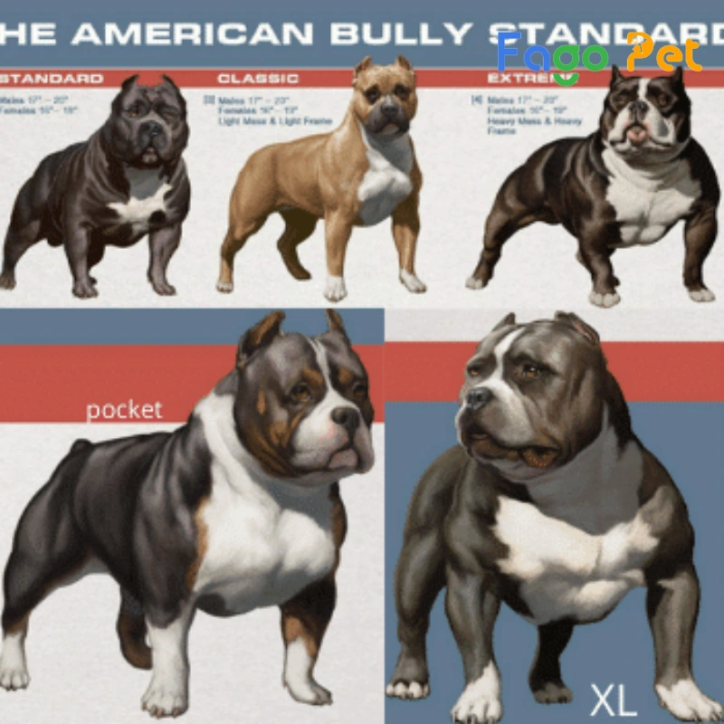các size chó bully sẽ phụ thuộc vào dòng bully và giới tính của chúng