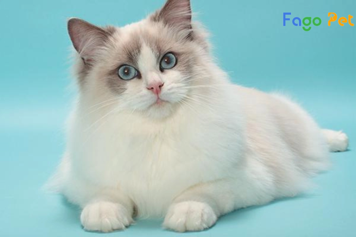 #Mèo Ragdoll Mắt Xanh: Đặc Điểm Nổi Bật Và Giá Bán Mới Nhất